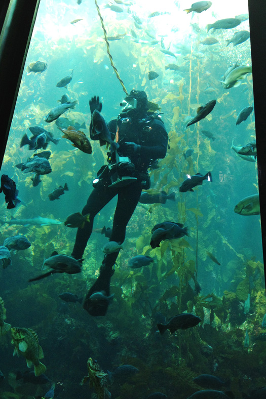 Monterey Bay Aquarium - Monterey, California