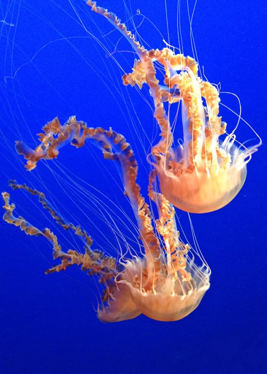 Jelly Fish Exibit, Monterey Bay Aquarium