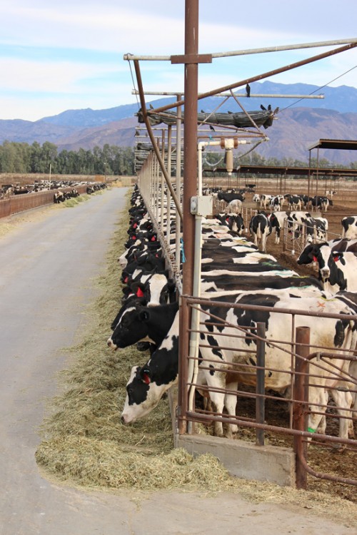 Californiadairycows Glorious Treats
